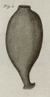 Spongia urceolus Ratke & Vahl, 1806