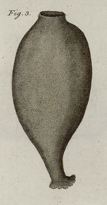 Spongia urceolus Ratke & Vahl, 1806
