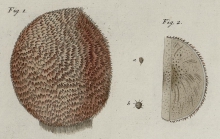 Alcyonium cranium Mler, 1776
