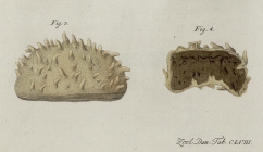 Spongia mamillaris Müller, 1806