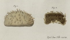 Spongia mamillaris Mler, 1806