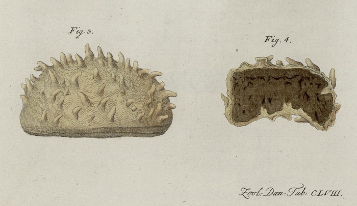 Spongia mamillaris M�ller, 1806