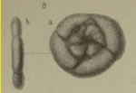 Trochammina anceps Brady, 1876