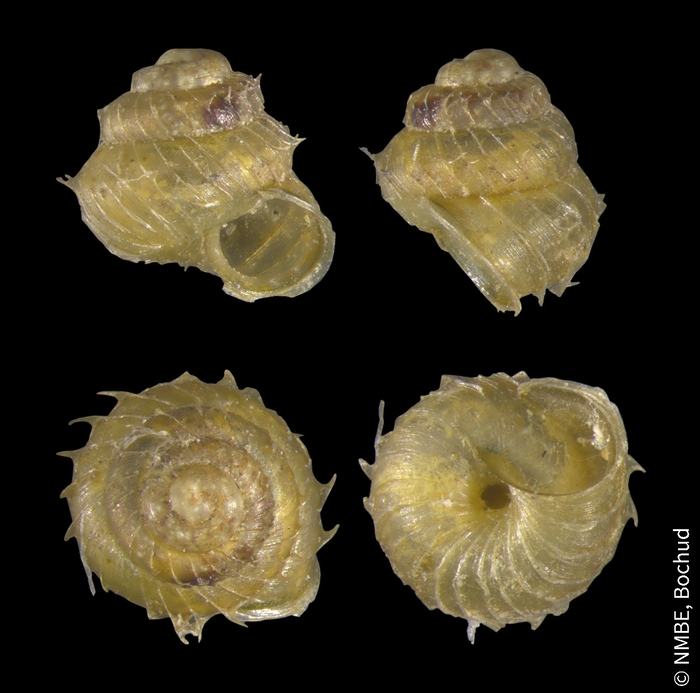 Acanthinula aculeata Acanthinula aculeata