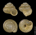 Mollusca (molluscs)