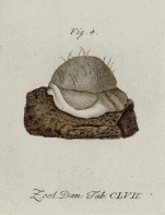 Spongia phalloides Rathke & Vahl in Müller, 1806