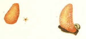 Alcyonium massa Müller, 1776