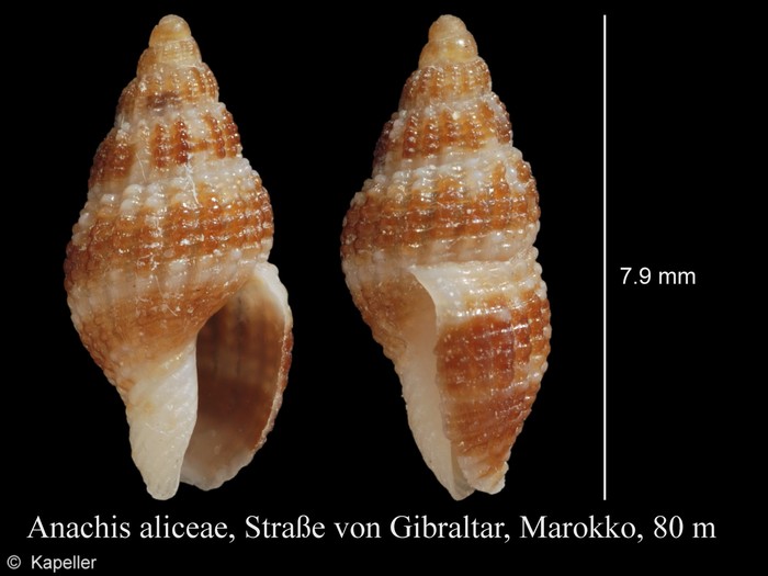 Anachis aliceae Anachis aliceae