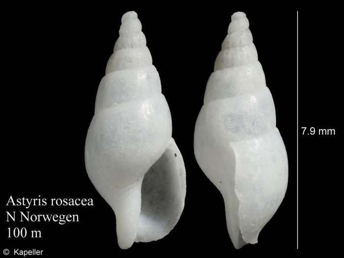 Astyris rosacea Astyris rosacea