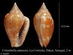 Columbella adansoni