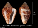 Columbella adansoni