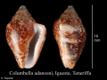 Mollusca (molluscs)