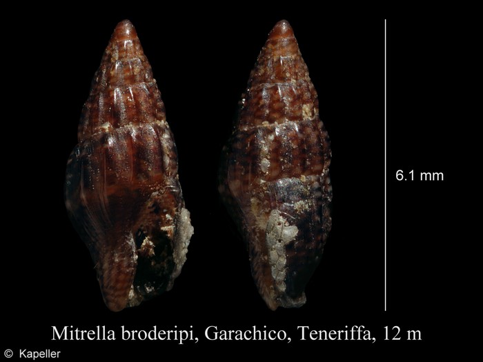 Mitrella broderipi Mitrella broderipi