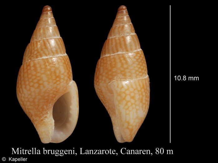 Mitrella bruggeni Mitrella bruggeni