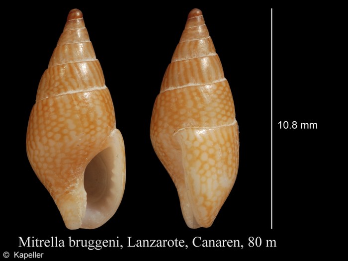 Mitrella bruggeni