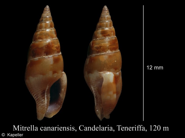 Mitrella canariensis Mitrella canariensis