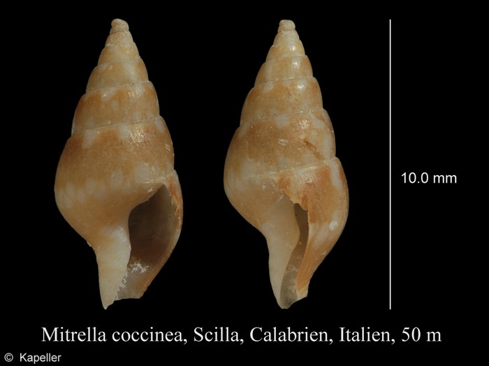 Mitrella coccinea