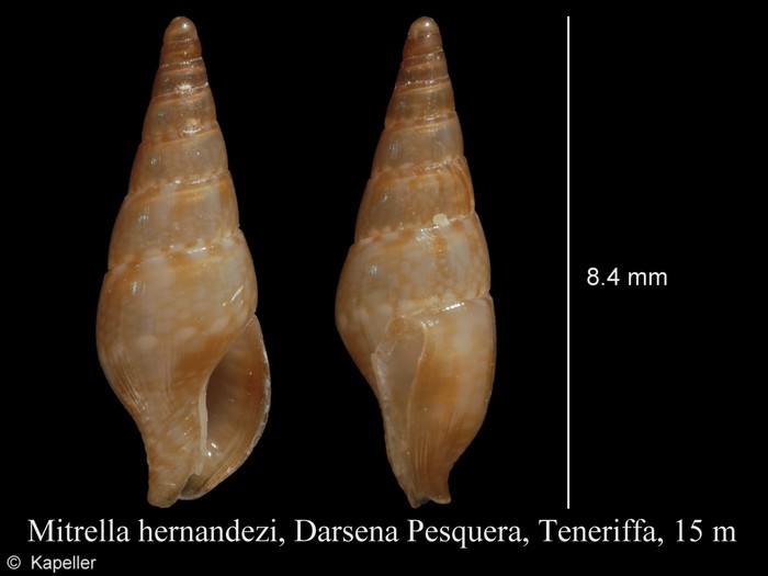 Mitrella hernandezi Mitrella hernandezi