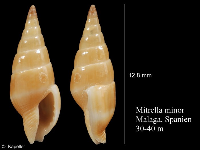 Mitrella minor Mitrella minor