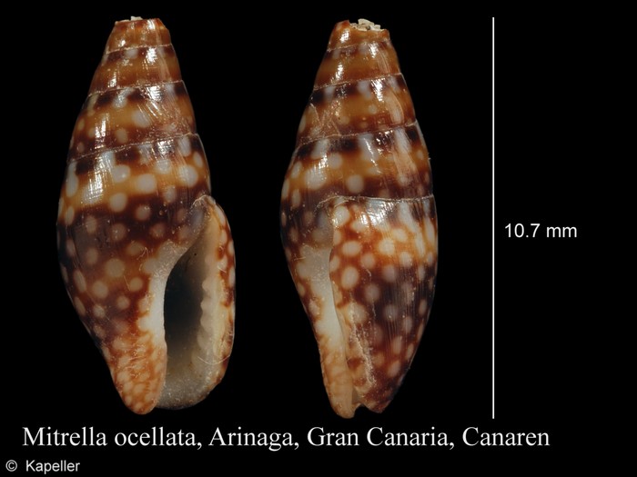 Mitrella ocellata