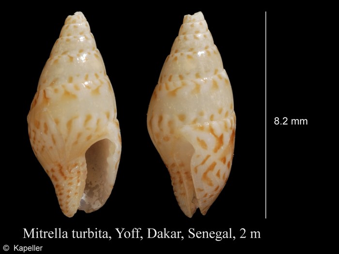 Mitrella turbita Mitrella turbita