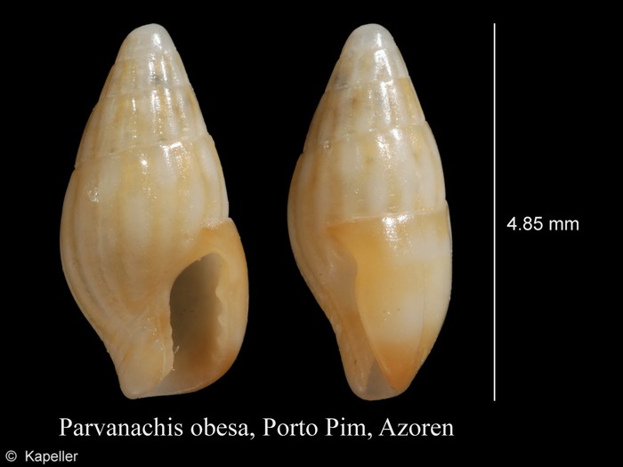 Parvanachis obesa