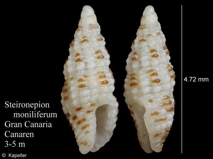 Steironepion moniliferum