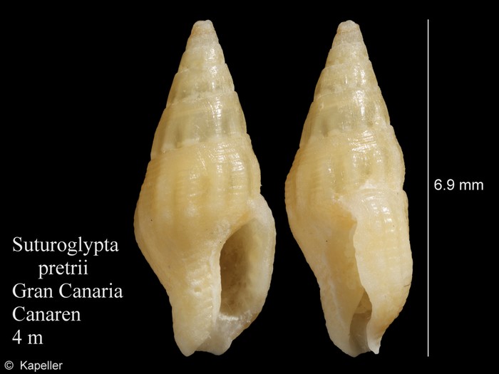 Suturoglypta pretrii Suturoglypta pretrii