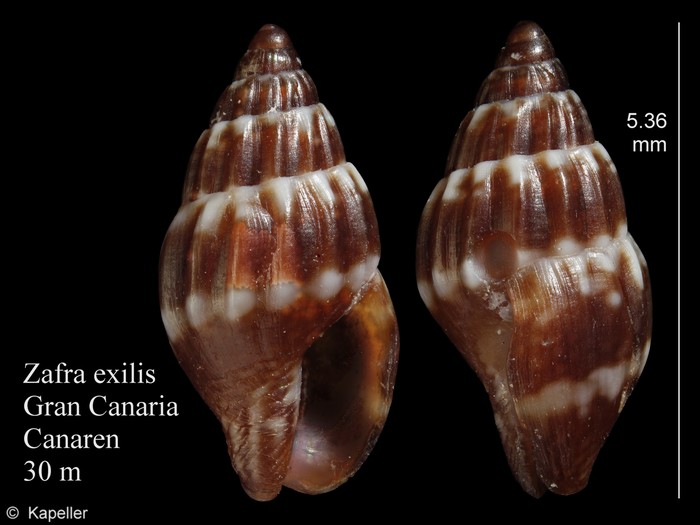 Zafra exilis Zafra exilis