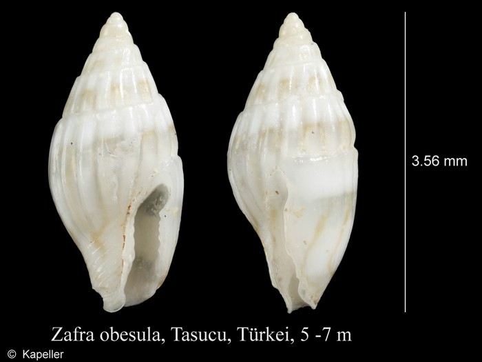 Zafra obesula