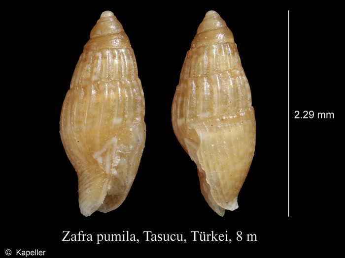 Zafra pumila