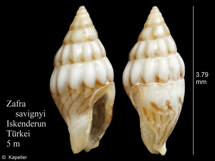 Zafra savignyi Zafra savignyi