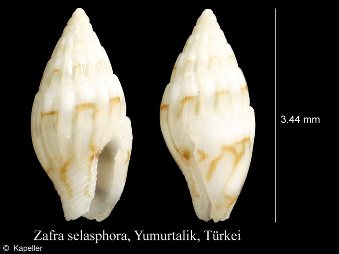 Zafra savignyi Zafra savignyi