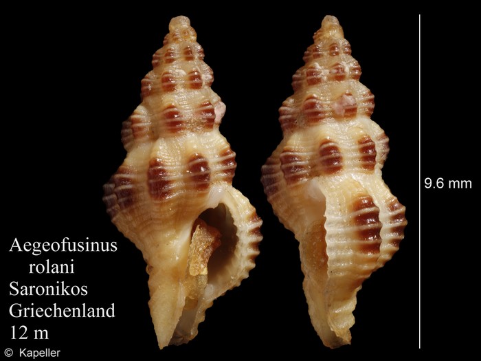 Aegeofusinus rolani