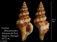 Fusinus albacarinoides
