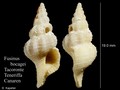 Mollusca (molluscs)