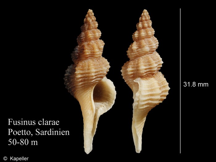 Fusinus clarae