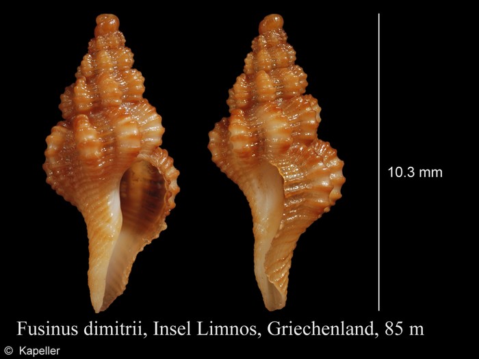 Fusinus dimitrii Fusinus dimitrii