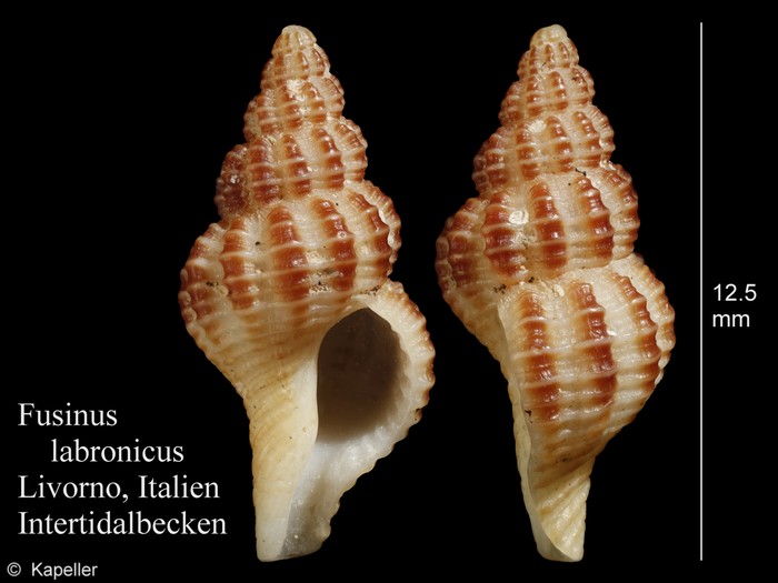 Fusinus labronicus Fusinus labronicus