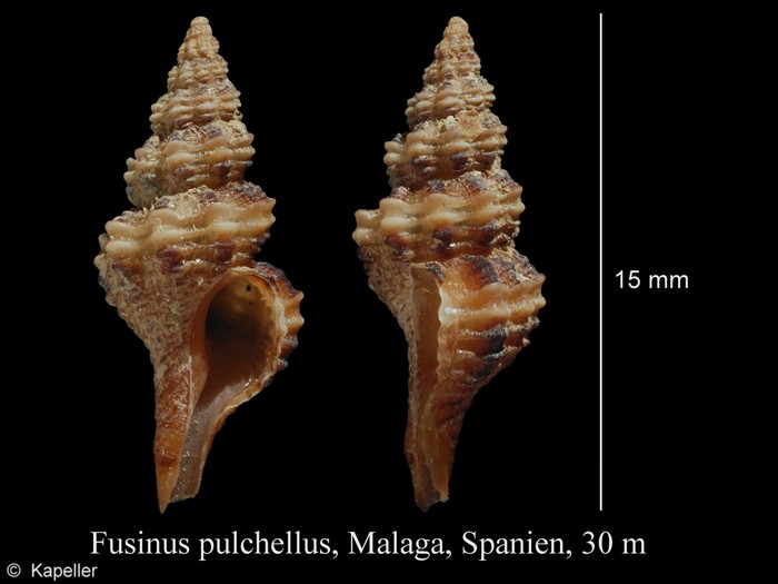 Fusinus pulchellus