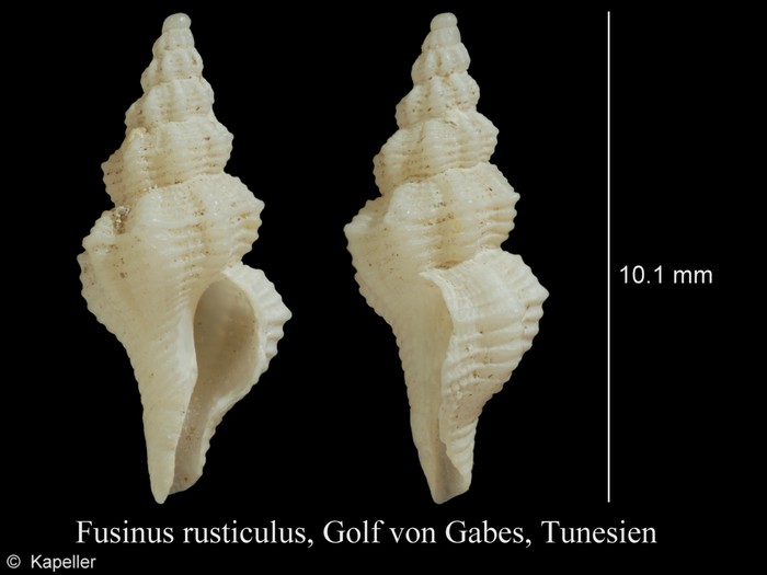 Fusinus rusticulus