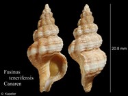 Fusinus tenerifensis