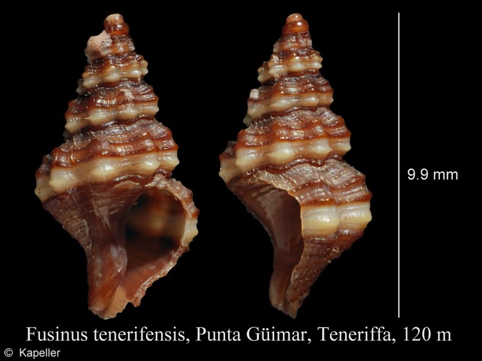 Fusinus tenerifensis Fusinus tenerifensis