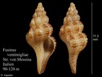 Caenogastropoda