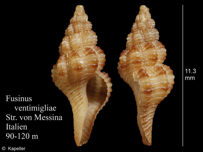 Fusinus ventimigliae