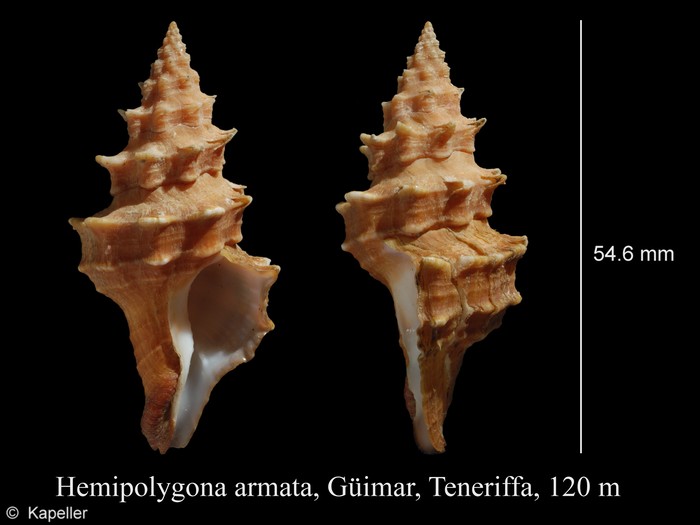 Hemipolygona armata Hemipolygona armata