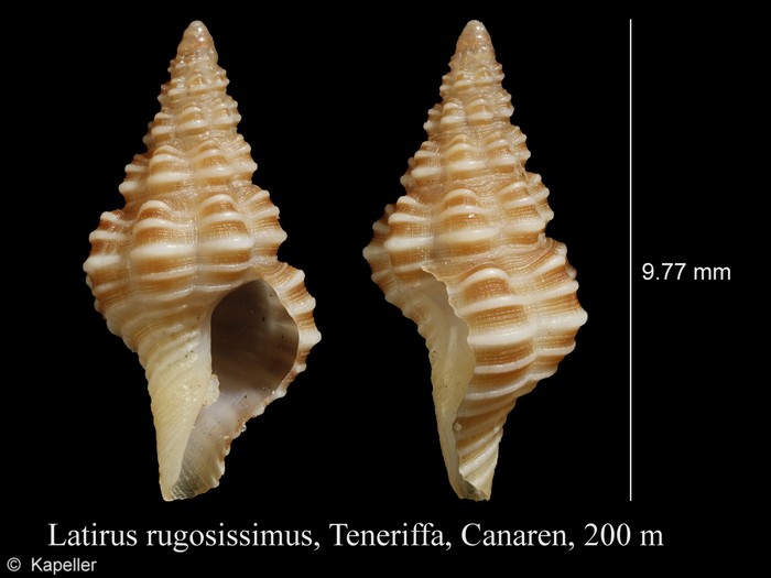 Latirus rugosissimus