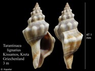 Tarantinaea lignarius