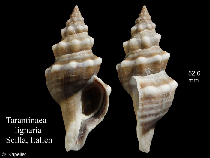 Tarantinaea lignaria Tarantinaea lignaria