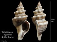 Tarantinaea lignarius
